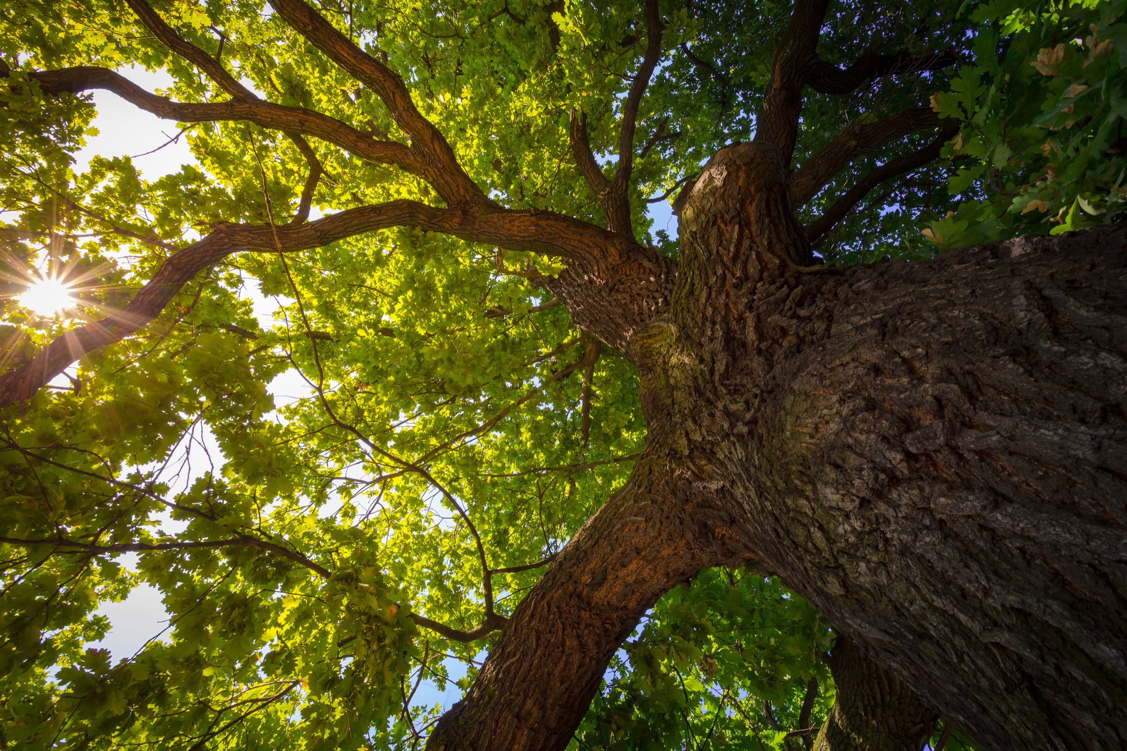 Looking up through the canopy of a mature oak, sunlight breaking through the branches